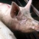 ประกาศเตือนภัย…ไข้หวัดหมูระบาดในเม็กซิโกและกำลังแพร่ไปทั่วโลก